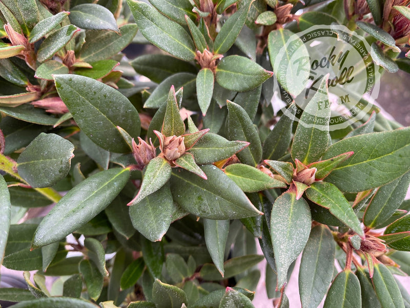 Winsome plant from Rocky Knoll Farm