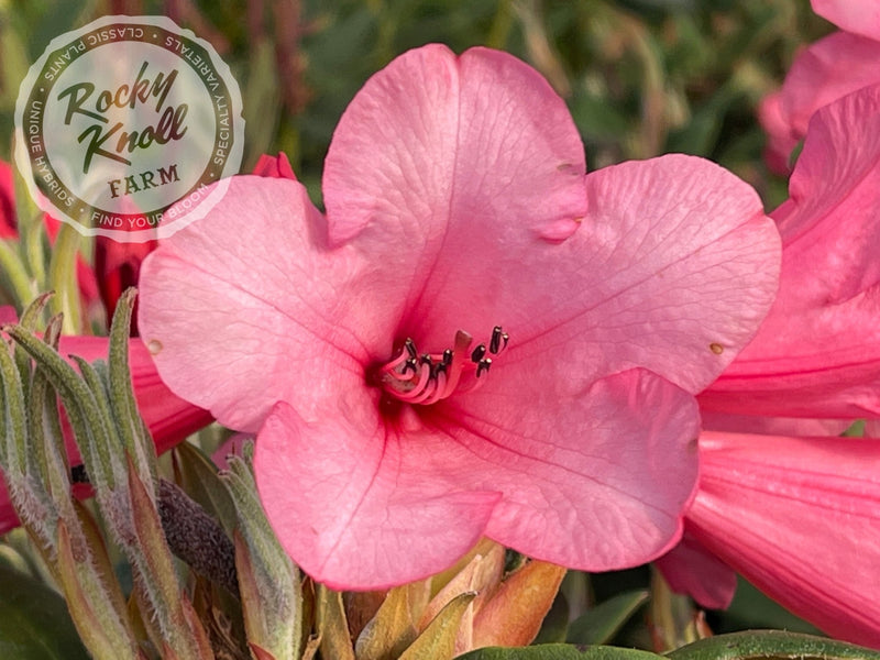 Winsome plant from Rocky Knoll Farm