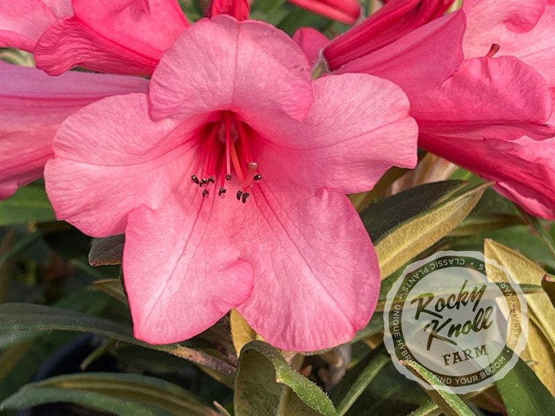 Winsome plant from Rocky Knoll Farm