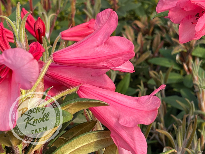 Winsome plant from Rocky Knoll Farm