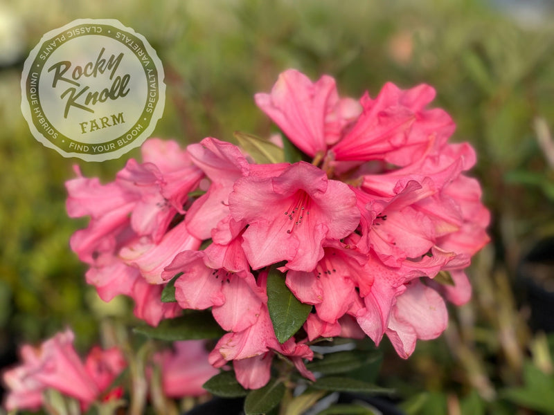 Winsome plant from Rocky Knoll Farm