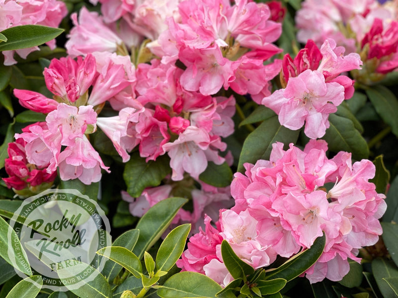 Yaku Prince plant from Rocky Knoll Farm