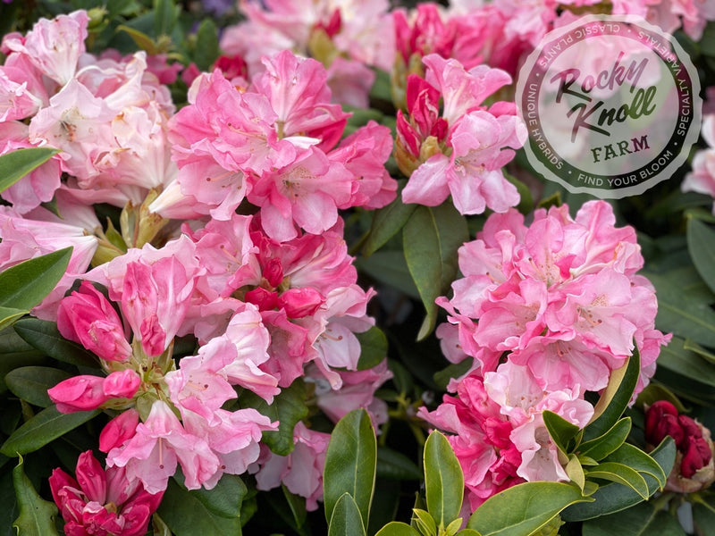 Yaku Prince plant from Rocky Knoll Farm