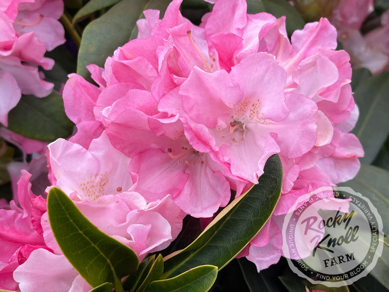 Yaku Prince plant from Rocky Knoll Farm