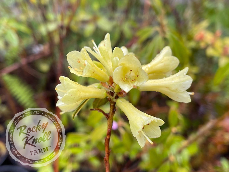 Yellow Hammer plant from Rocky Knoll Farm