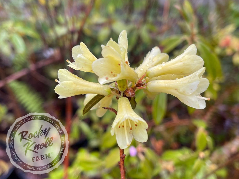 Yellow Hammer plant from Rocky Knoll Farm