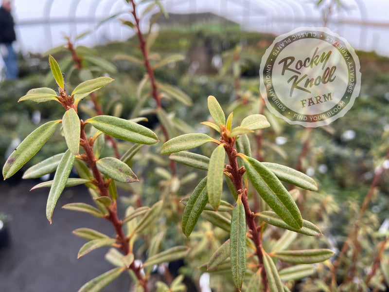 Yellow Hammer plant from Rocky Knoll Farm