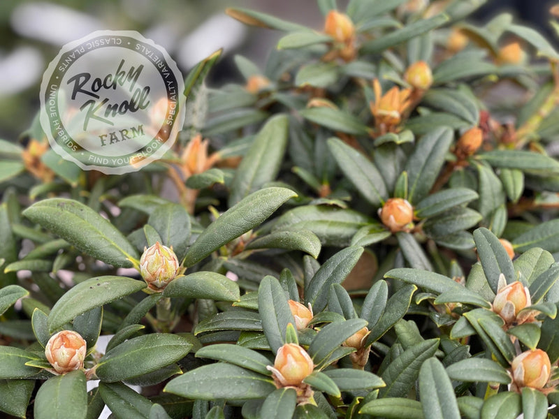 Yummy Yak plant from Rocky Knoll Farm