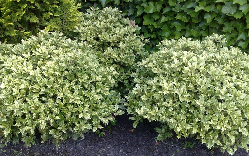 Goshiki False Holly (Osmanthus heterophyllus) plant from Rocky Knoll Farm