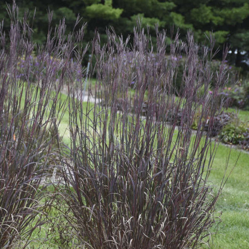 Blackhawks Andropogon gerardii plant from Rocky Knoll Farm