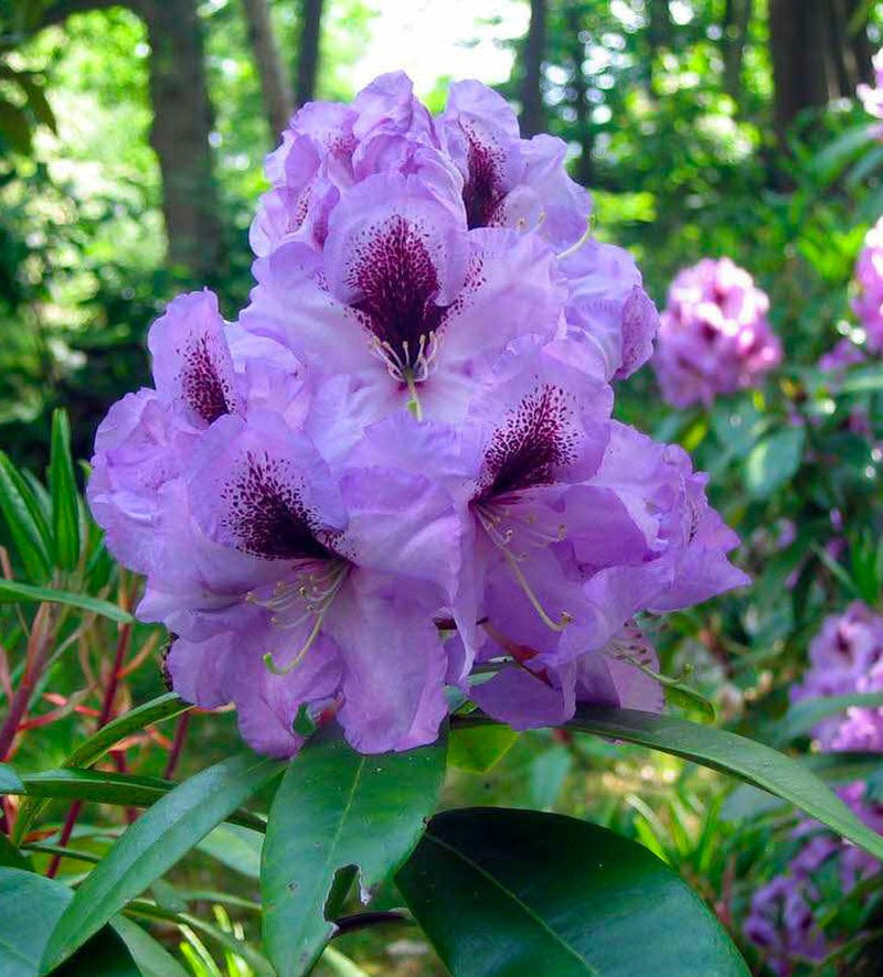 Arthur Bedford plant from Rocky Knoll Farm