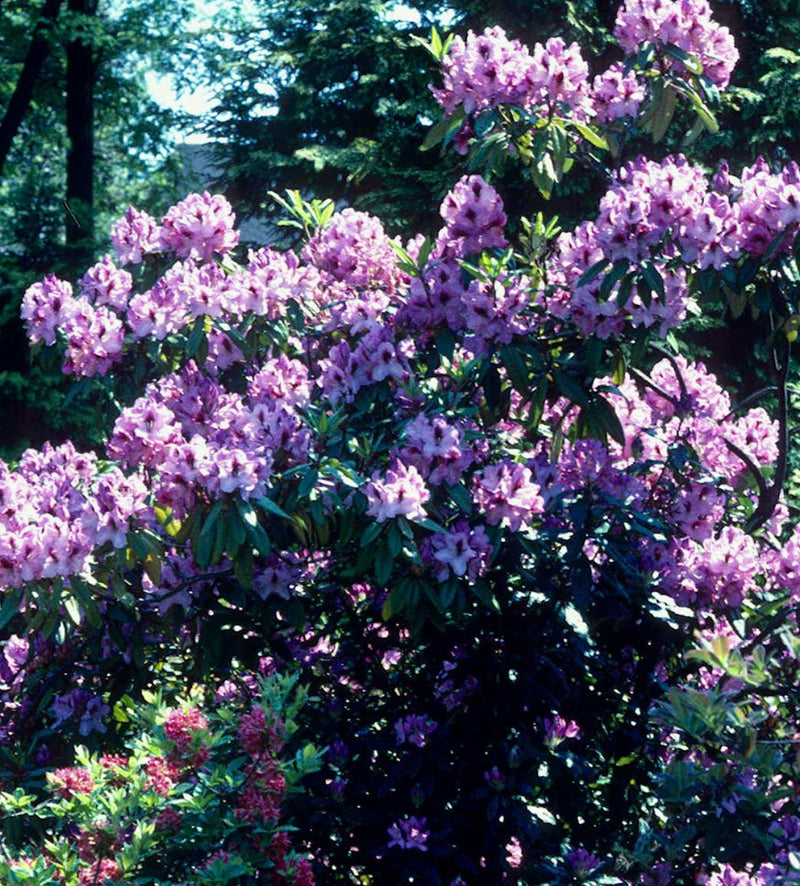 Arthur Bedford plant from Rocky Knoll Farm