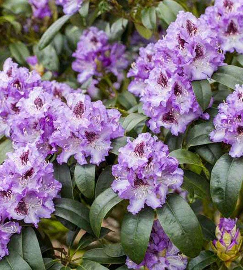 Arthur Bedford plant from Rocky Knoll Farm