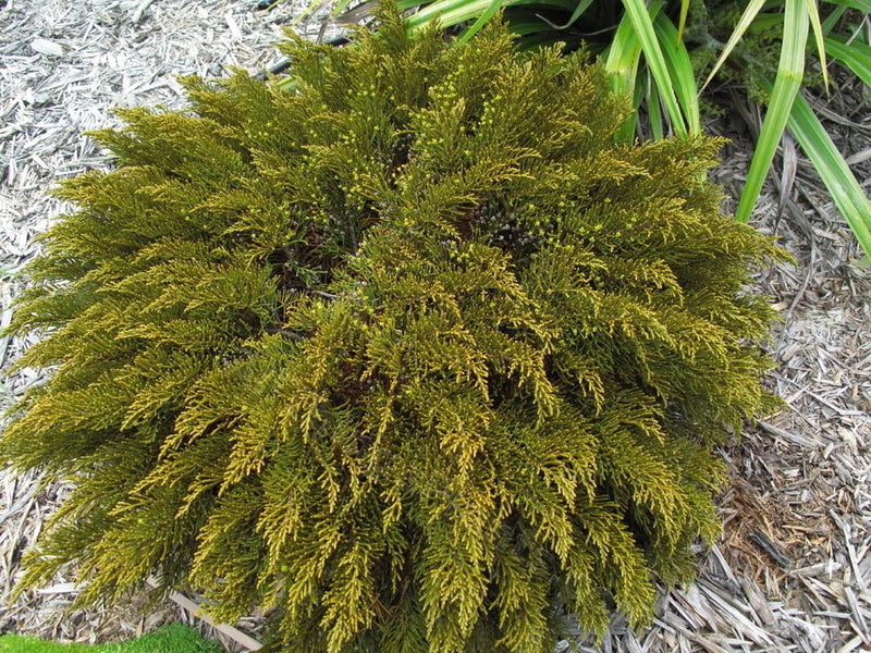 Hebe ochracea 'James Stirling' (Whipcord Hebe) plant from Rocky Knoll Farm
