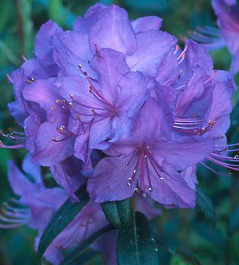 Blaney’s Blue plant from Rocky Knoll Farm