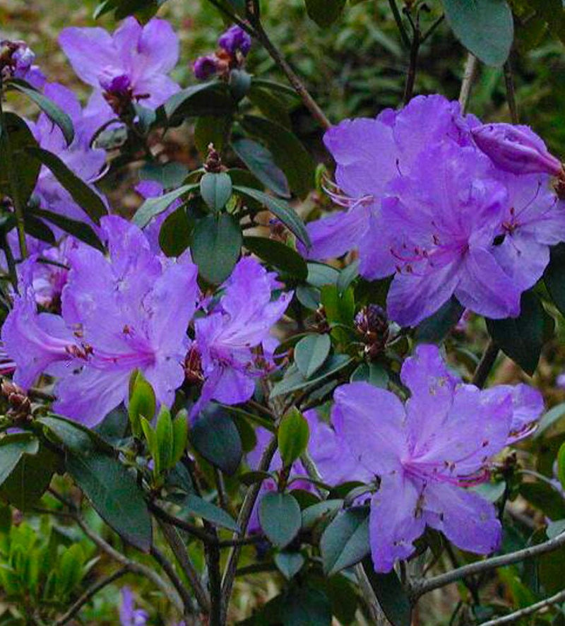 Blaney’s Blue plant from Rocky Knoll Farm