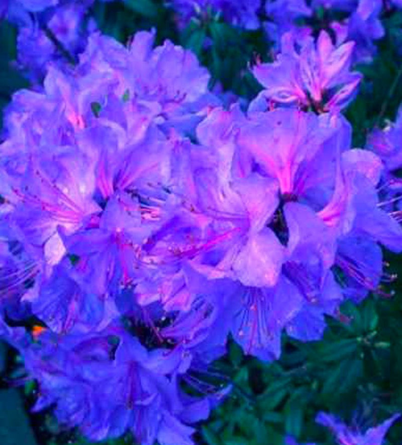 Blaney’s Blue plant from Rocky Knoll Farm