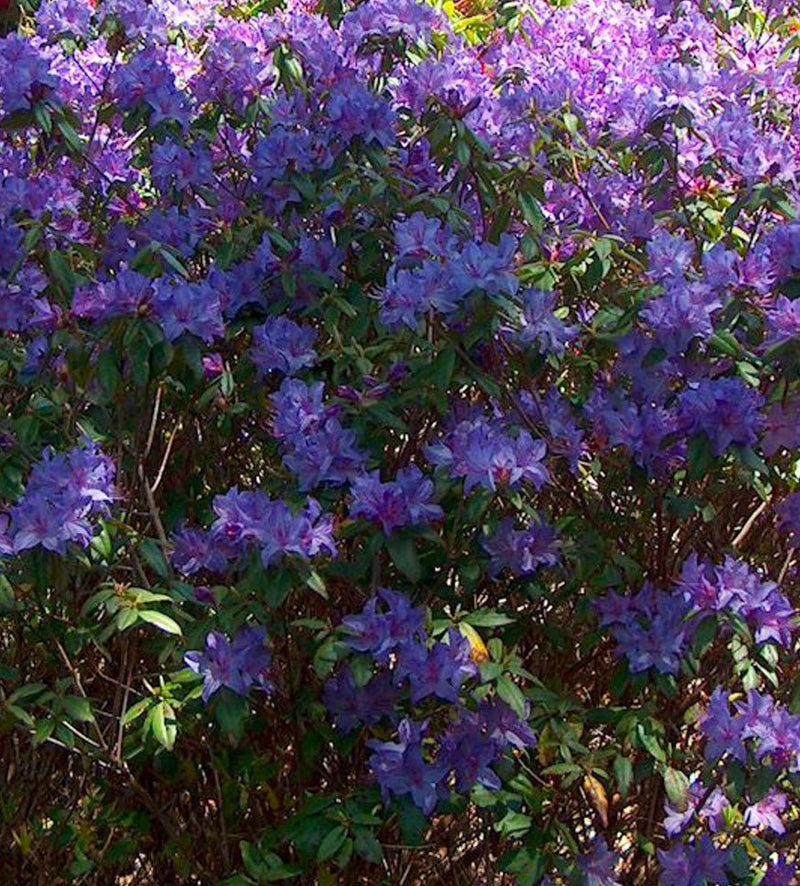 Blaney’s Blue plant from Rocky Knoll Farm