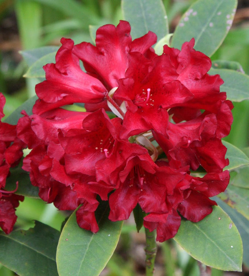 Black Magic plant from Rocky Knoll Farm