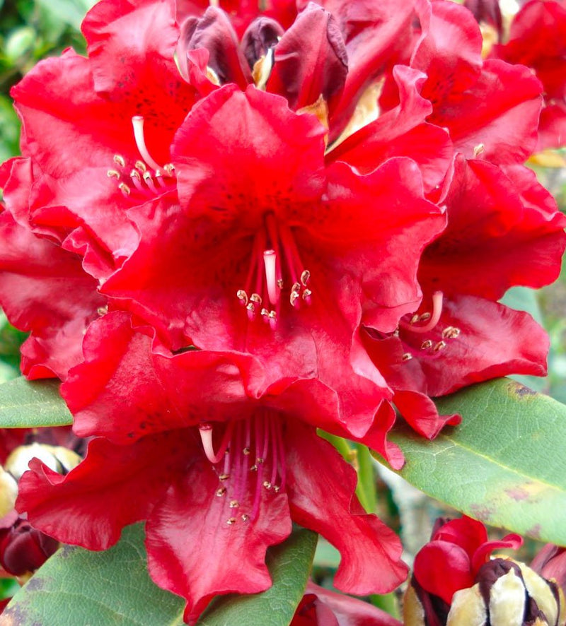 Black Magic plant from Rocky Knoll Farm