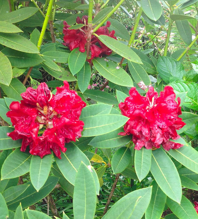 Black Magic plant from Rocky Knoll Farm