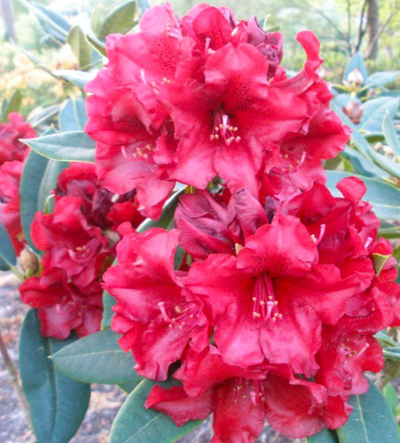 Black Magic plant from Rocky Knoll Farm