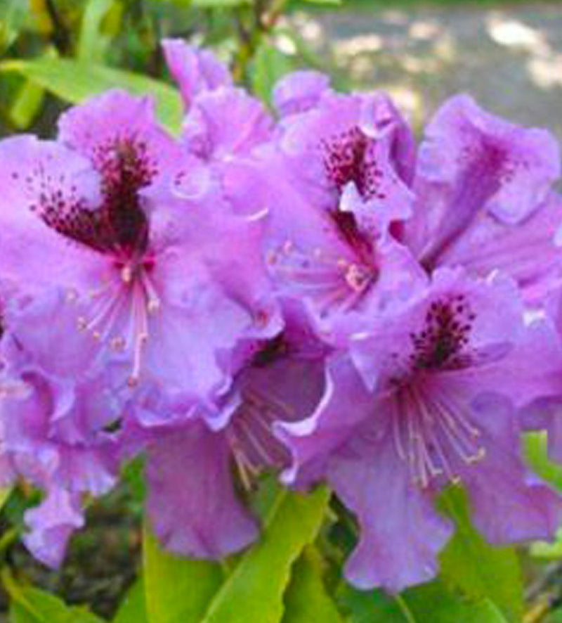 Blue Pacific plant from Rocky Knoll Farm