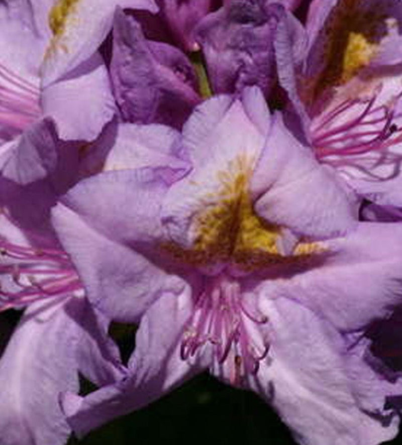 Blue Pacific plant from Rocky Knoll Farm