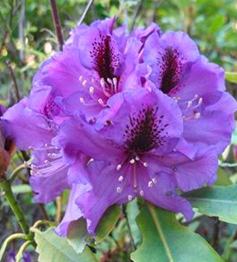 Blue Pacific plant from Rocky Knoll Farm