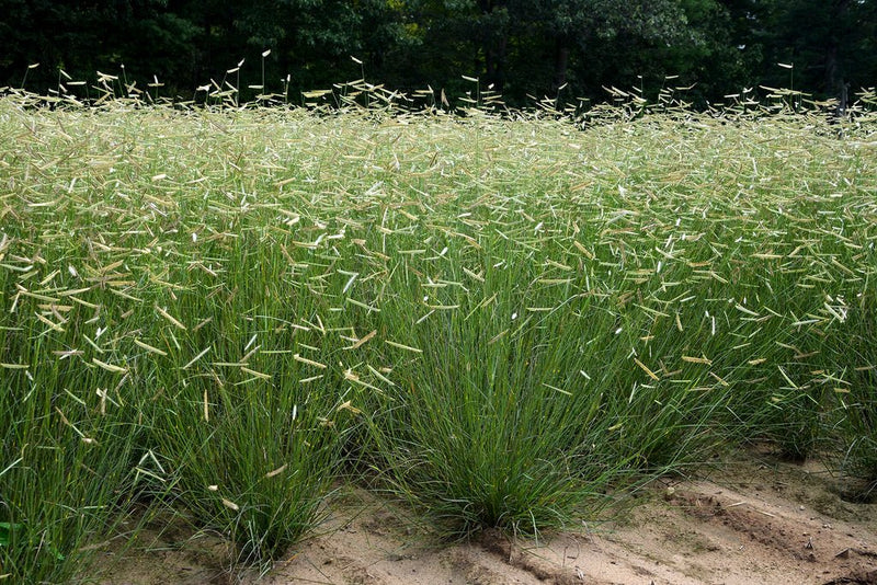 Blonde Ambition (Bouteloua gracilis) plant from Rocky Knoll Farm