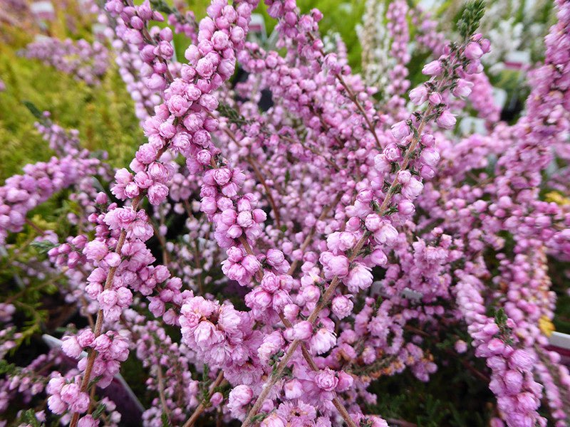 Calluna H.E. Beale Heather plant from Rocky Knoll Farm