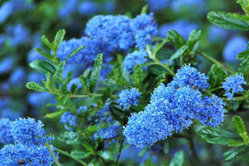 Ceanothus 'Victoria' (California Lilac) plant from Rocky Knoll Farm