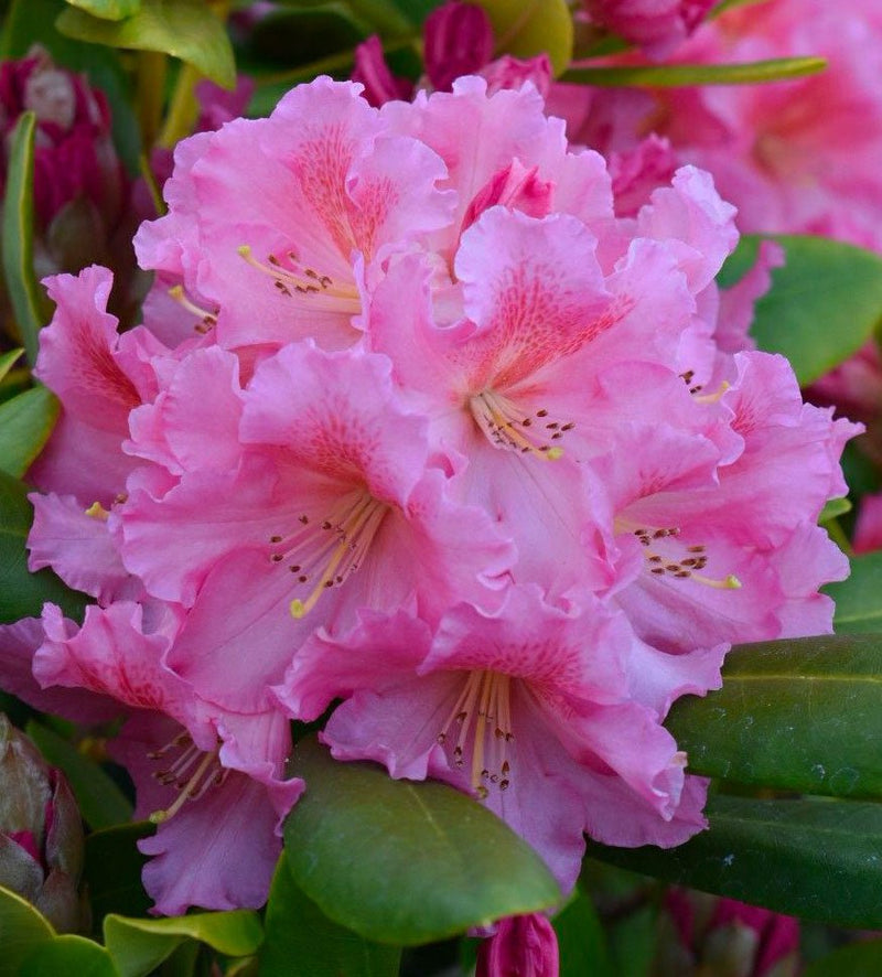 Cody plant from Rocky Knoll Farm