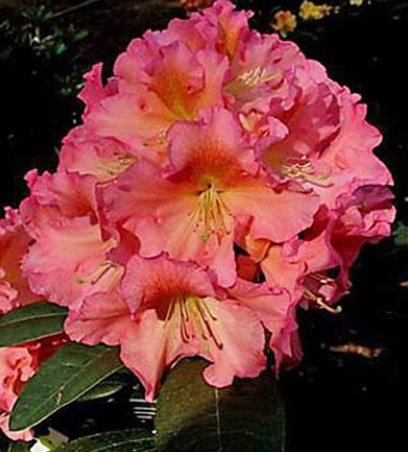 Cody plant from Rocky Knoll Farm