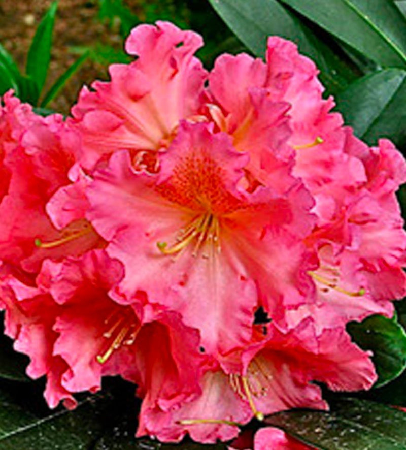 Cody plant from Rocky Knoll Farm