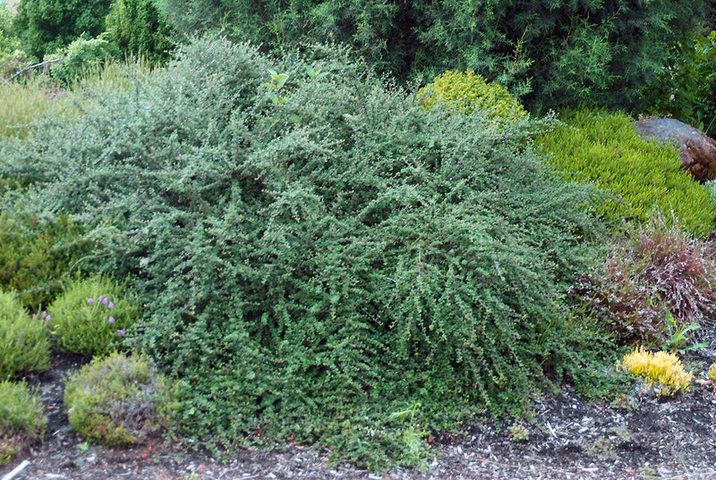 Thyme Leaf Cotoneaster plant from Rocky Knoll Farm