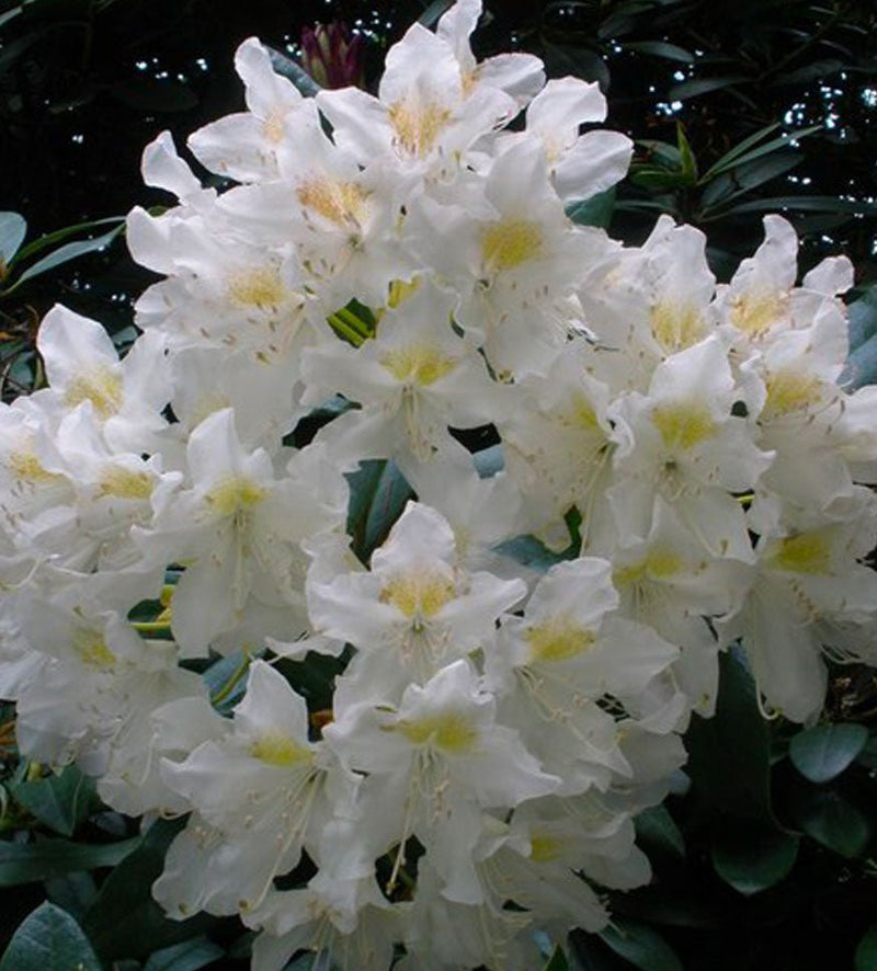 Cunningham’s White plant from Rocky Knoll Farm