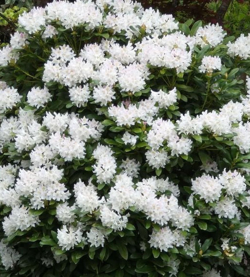 Cunningham’s White plant from Rocky Knoll Farm