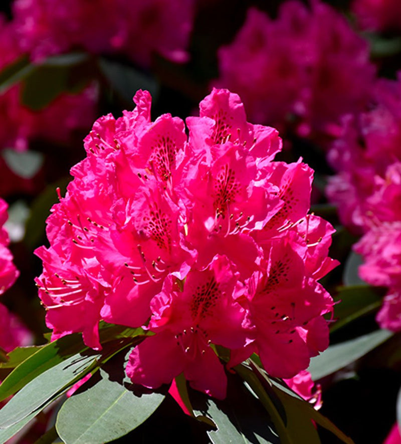 Cynthia plant from Rocky Knoll Farm