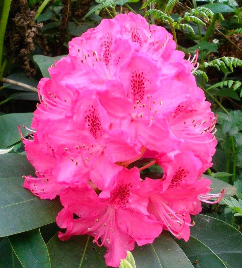 Cynthia plant from Rocky Knoll Farm
