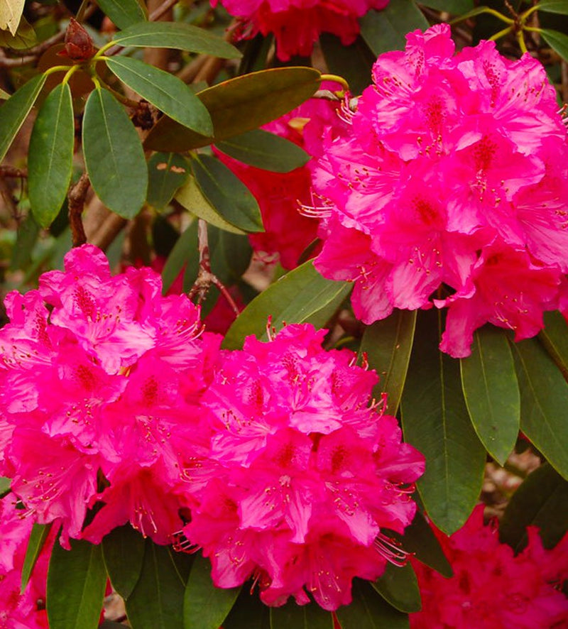 Cynthia plant from Rocky Knoll Farm
