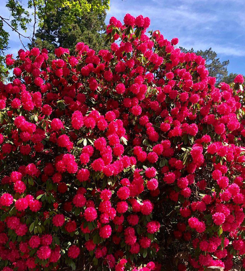 Cynthia plant from Rocky Knoll Farm