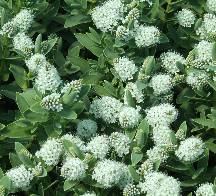White Hebe albicans plant from Rocky Knoll Farm
