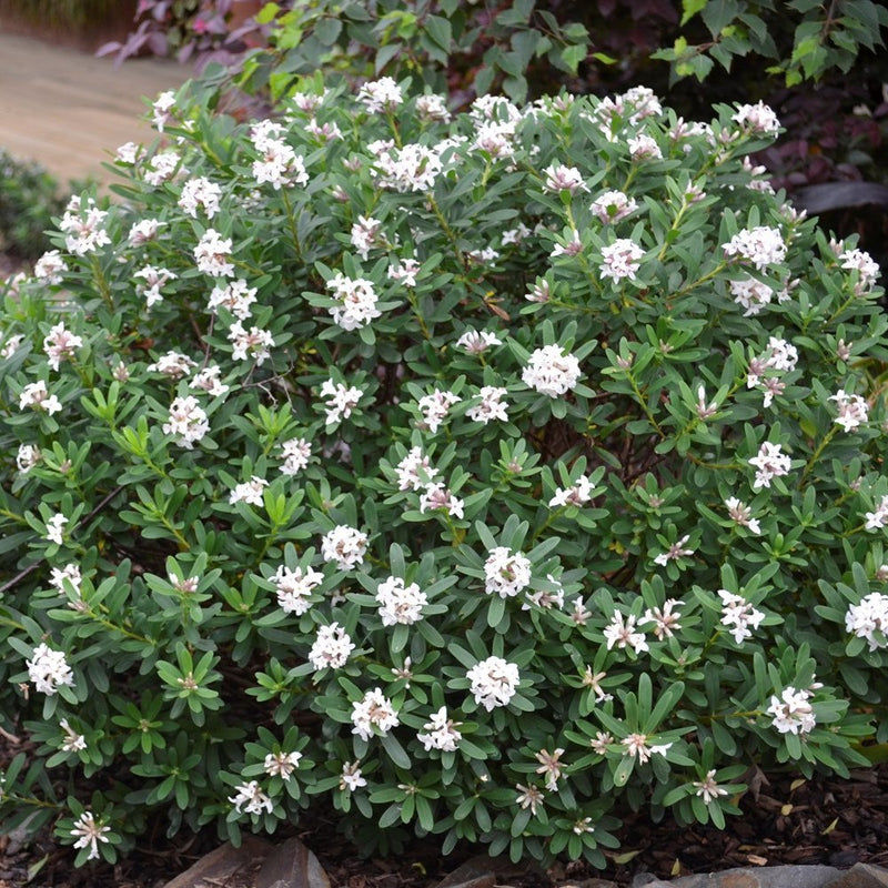Eternal Fragrance Daphne plant from Rocky Knoll Farm