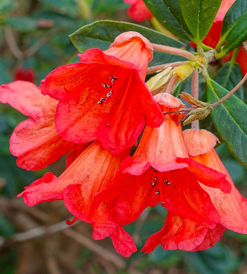 Fabia plant from Rocky Knoll Farm