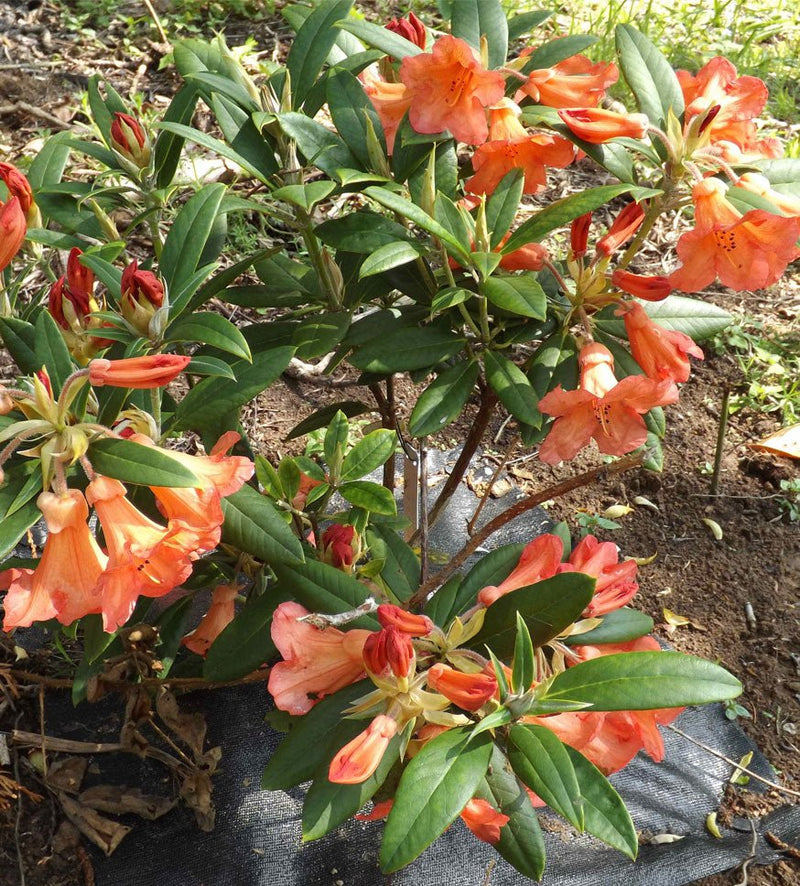 Fabia plant from Rocky Knoll Farm