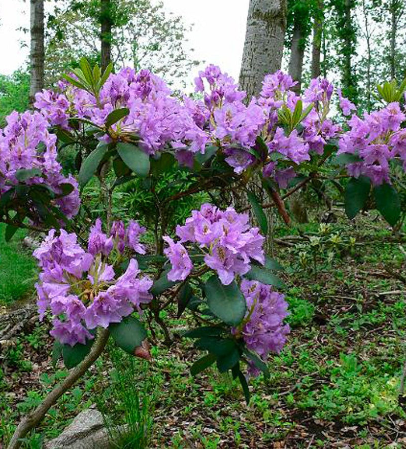 Fastuosum Flore Pleno plant from Rocky Knoll Farm