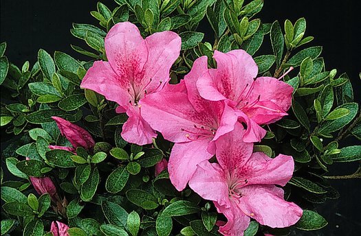 Pearl Bradford plant from Rocky Knoll Farm