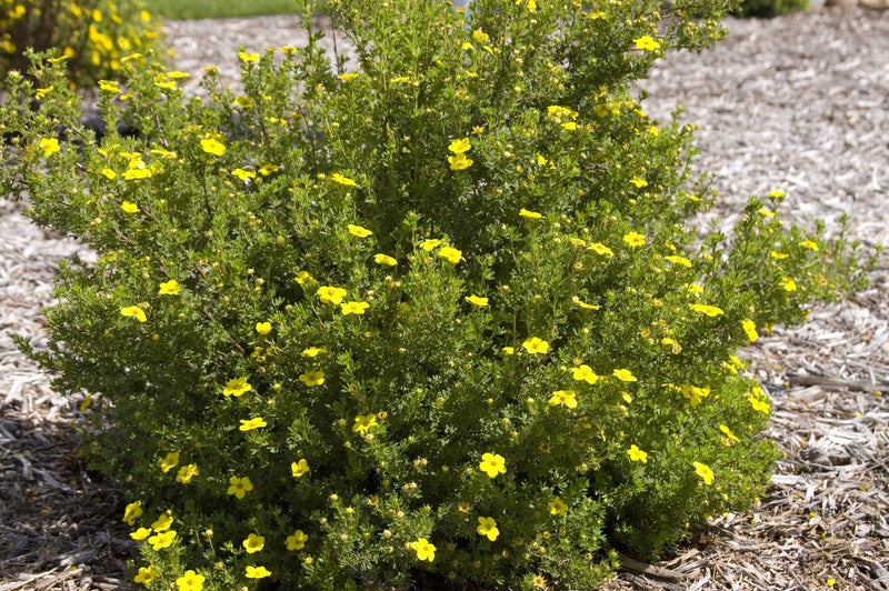 Gold Drop Potentilla (aka, Buttercup Shrub) plant from Rocky Knoll Farm
