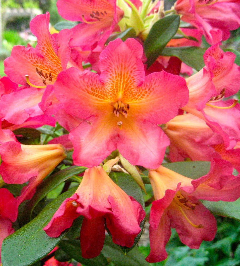 Golden Gate plant from Rocky Knoll Farm